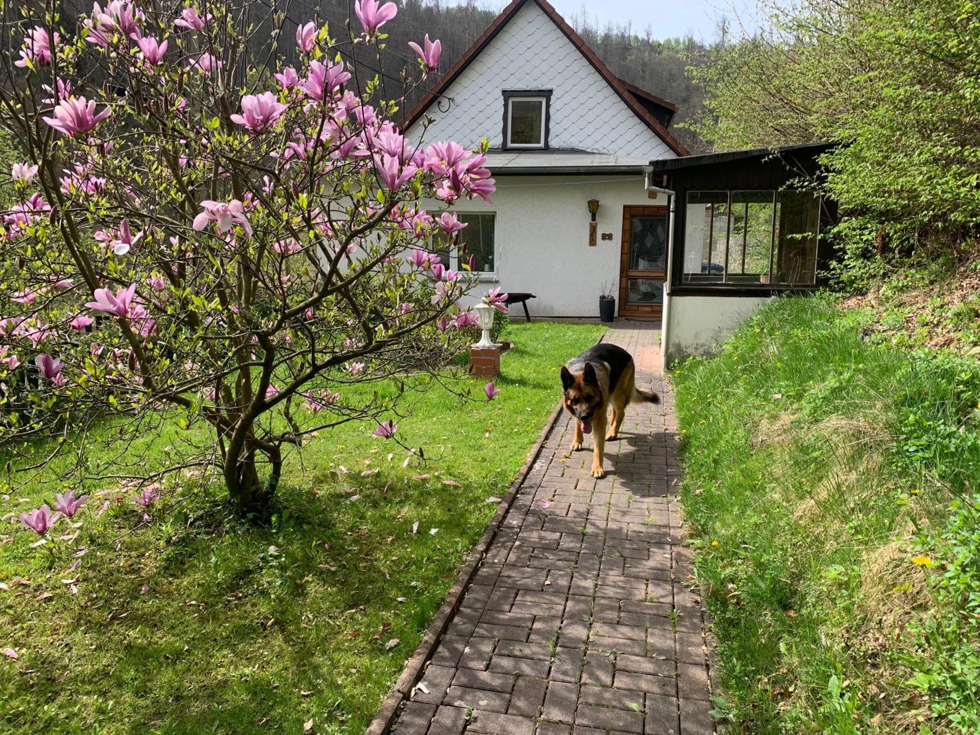 Ferienhaus Andrea Am Bodetal Treseburg Exterior foto